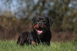 ROTTWEILER 577